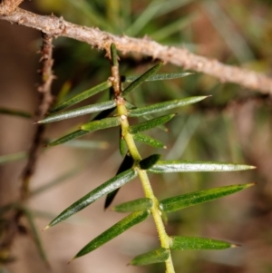 Acacia ulicifolia at Bundanoon - 5 Sep 2019 02:45 PM