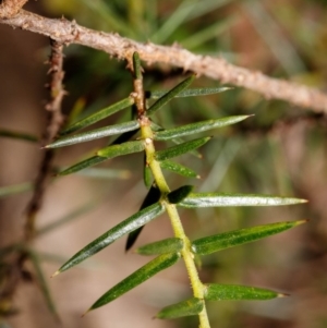 Acacia ulicifolia at Bundanoon - 5 Sep 2019