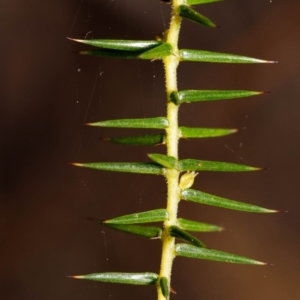 Acacia ulicifolia at Bundanoon - 5 Sep 2019 02:45 PM