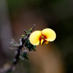 Dillwynia ramosissima (Bushy Parrot-pea) at Bundanoon, NSW - 5 Sep 2019 by Boobook38