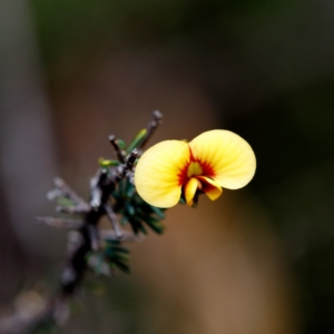 Dillwynia ramosissima at Morton National Park - 5 Sep 2019