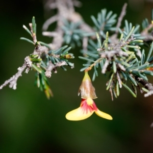 Dillwynia ramosissima at Morton National Park - 5 Sep 2019 03:29 PM