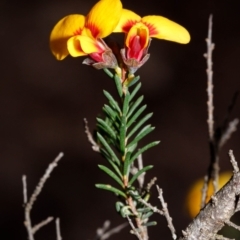 Dillwynia ramosissima at Morton National Park - 5 Sep 2019