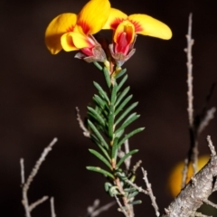 Dillwynia ramosissima at Morton National Park - 5 Sep 2019 03:29 PM