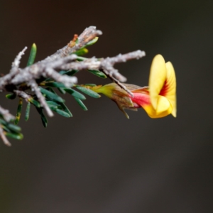 Dillwynia ramosissima at Morton National Park - 5 Sep 2019 03:29 PM