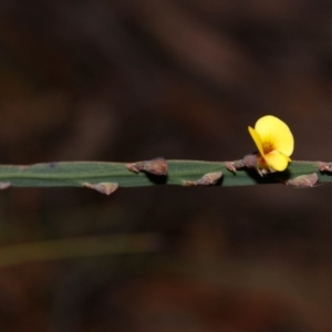 Bossiaea ensata at Morton National Park - 5 Sep 2019