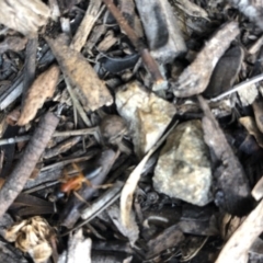 Camponotus consobrinus (Banded sugar ant) at Aranda, ACT - 18 Sep 2019 by Jubeyjubes