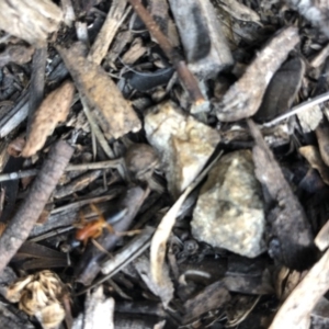 Camponotus consobrinus at Aranda, ACT - 18 Sep 2019