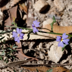 Dampiera stricta (Blue Dampiera) at Morton National Park - 8 Sep 2019 by Boobook38