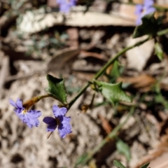 Dampiera stricta at Bundanoon - 8 Sep 2019