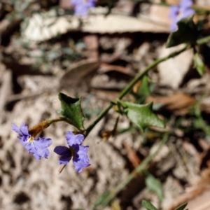 Dampiera stricta at Bundanoon - 8 Sep 2019 01:03 PM