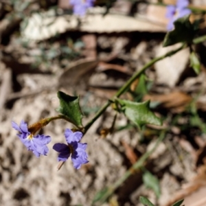 Dampiera stricta at Bundanoon - 8 Sep 2019