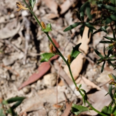 Dampiera stricta at Bundanoon - 8 Sep 2019