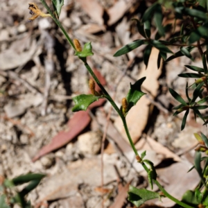 Dampiera stricta at Bundanoon - 8 Sep 2019