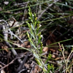 Olax stricta (Olax) at Wingecarribee Local Government Area - 8 Sep 2019 by Boobook38