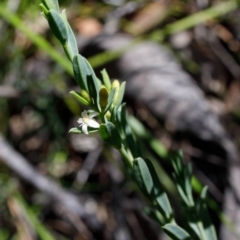 Olax stricta at Bundanoon, NSW - 8 Sep 2019 01:26 PM