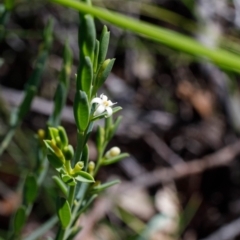 Olax stricta at Bundanoon, NSW - 8 Sep 2019 01:26 PM