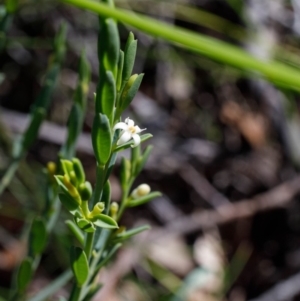 Olax stricta at Bundanoon, NSW - 8 Sep 2019 01:26 PM