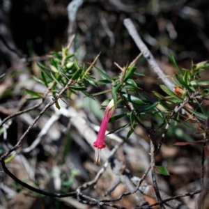 Styphelia tubiflora at Morton National Park - 8 Sep 2019