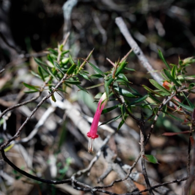 Styphelia tubiflora (Red Five-corners) at Morton National Park - 8 Sep 2019 by Boobook38