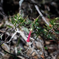 Styphelia tubiflora (Red Five-corners) at Bundanoon, NSW - 8 Sep 2019 by Boobook38
