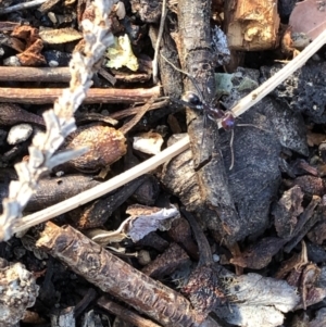 Iridomyrmex purpureus at Aranda, ACT - 18 Sep 2019