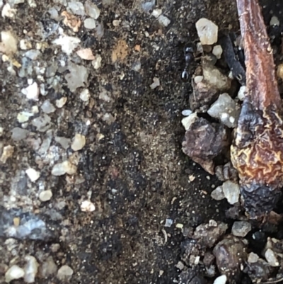 Monomorium sp. (genus) (A Monomorium ant) at Aranda, ACT - 18 Sep 2019 by Jubeyjubes