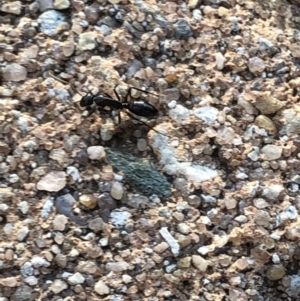 Camponotus sp. (genus) at Aranda, ACT - 18 Sep 2019