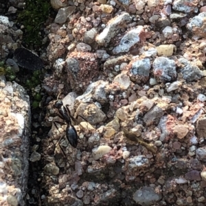 Camponotus sp. (genus) at Aranda, ACT - 18 Sep 2019