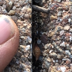 Camponotus sp. (genus) at Aranda, ACT - 18 Sep 2019 04:44 PM