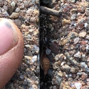 Camponotus sp. (genus) at Aranda, ACT - 18 Sep 2019 04:44 PM