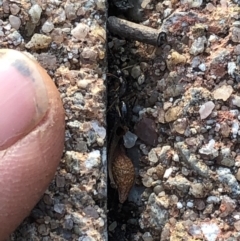 Camponotus sp. (genus) at Aranda, ACT - 18 Sep 2019