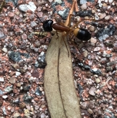Camponotus consobrinus (Banded sugar ant) at Aranda, ACT - 18 Sep 2019 by Jubeyjubes