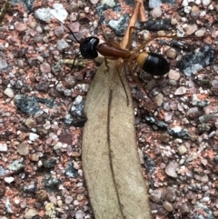 Camponotus consobrinus (Banded sugar ant) at Aranda, ACT - 18 Sep 2019 by Jubeyjubes