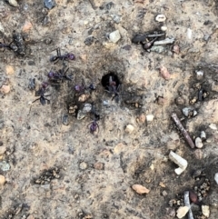 Iridomyrmex purpureus at Aranda, ACT - 18 Sep 2019