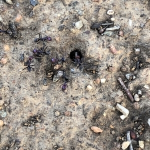 Iridomyrmex purpureus at Aranda, ACT - 18 Sep 2019