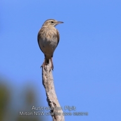 Anthus australis (Australian Pipit) at Milton, NSW - 10 Sep 2019 by Charles Dove