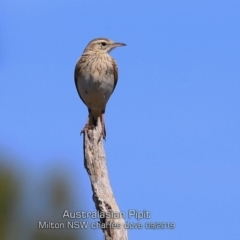 Anthus australis (Australian Pipit) at Milton, NSW - 11 Sep 2019 by CharlesDove