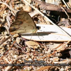 Hypocysta metirius at Ulladulla, NSW - 11 Sep 2019 12:00 AM