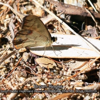 Hypocysta metirius (Brown Ringlet) at South Pacific Heathland Reserve - 10 Sep 2019 by Charles Dove
