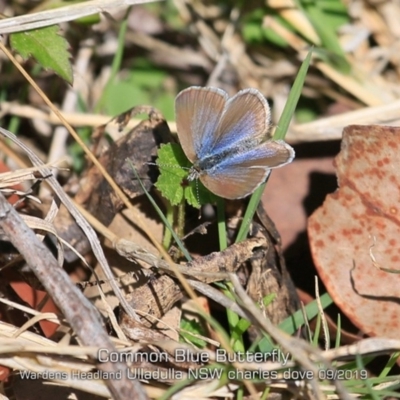 Zizina otis (Common Grass-Blue) at Ulladulla - Warden Head Bushcare - 9 Sep 2019 by Charles Dove