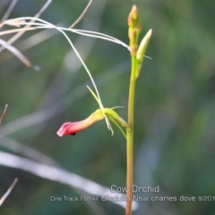 Cryptostylis subulata (Cow Orchid) at Ulladulla, NSW - 11 Sep 2019 by CharlesDove