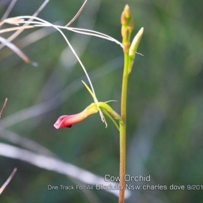 Cryptostylis subulata (Cow Orchid) at Ulladulla, NSW - 10 Sep 2019 by CharlesDove