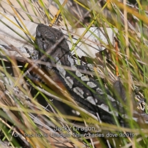 Amphibolurus muricatus at Ulladulla Reserves Bushcare - 11 Sep 2019