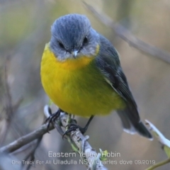 Eopsaltria australis (Eastern Yellow Robin) at One Track For All - 9 Sep 2019 by CharlesDove
