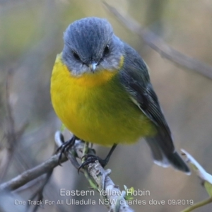 Eopsaltria australis at Ulladulla, NSW - 10 Sep 2019