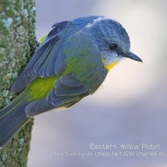 Eopsaltria australis at Ulladulla, NSW - 10 Sep 2019 12:00 AM