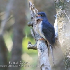 Cacomantis flabelliformis (Fan-tailed Cuckoo) at Coomee Nulunga Cultural Walking Track - 9 Sep 2019 by CharlesDove