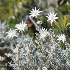 Actinotus helianthi (Flannel Flower) at Ulladulla, NSW - 11 Sep 2019 by CharlesDove