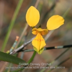 Diuris aurea (Golden Donkey Orchid) at Ulladulla Reserves Bushcare - 10 Sep 2019 by CharlesDove